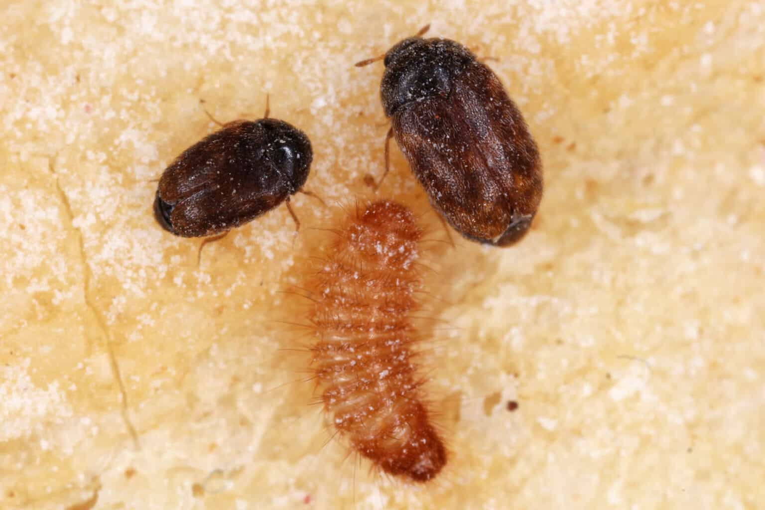 stages-of-Khapra-beetle-1-1536x1024