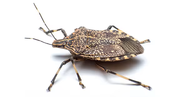 stink bug
