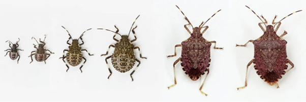 stink-bug